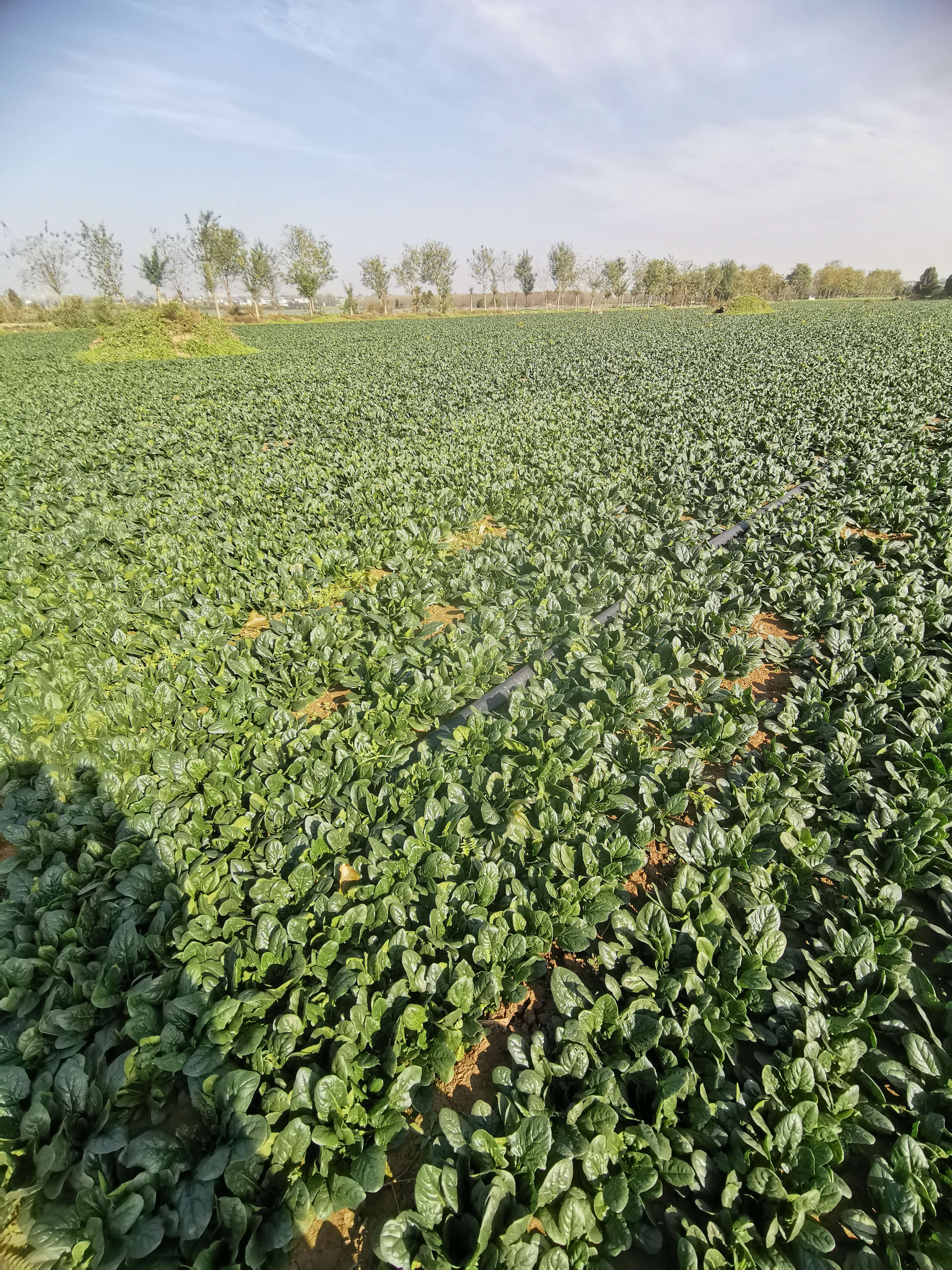 爬地青菜大量出售20亩新鲜青菜,地里现挖,没有虫眼
