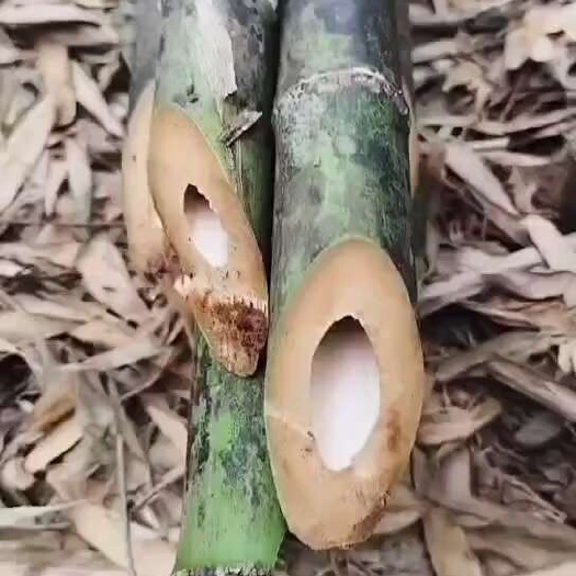 永州麻竹
