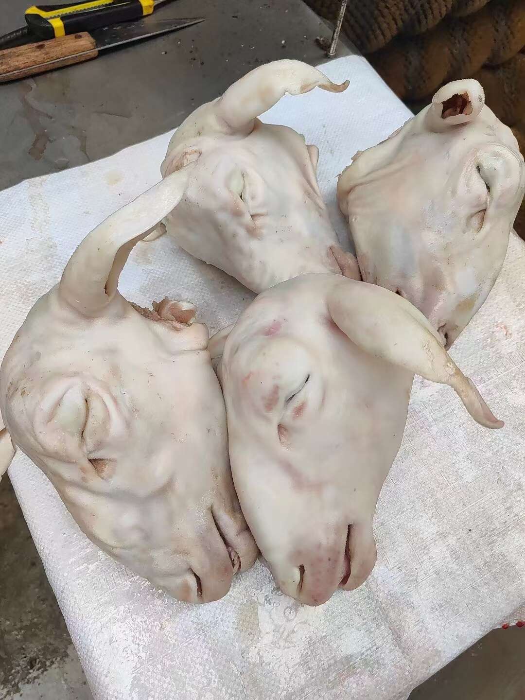 水退育肥白头，2-4斤规格齐全