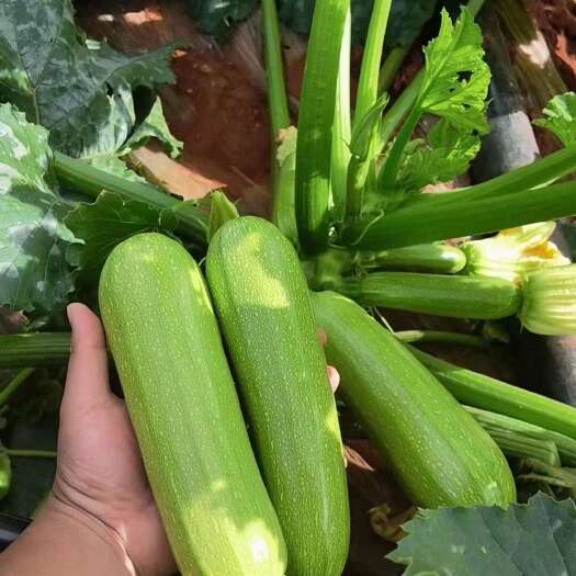 华宁县云南西葫芦