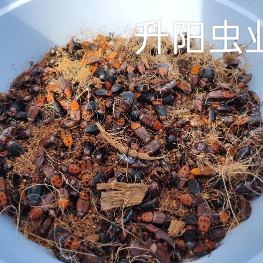 种苗广东大竹虫种苗椰子虫种苗竹虫成体，大量上市