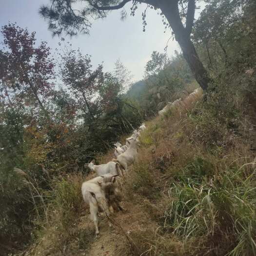 三穗县白山羊