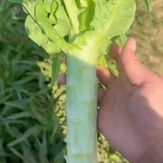 宿州宿州埇桥红尖叶莴笋大量有货