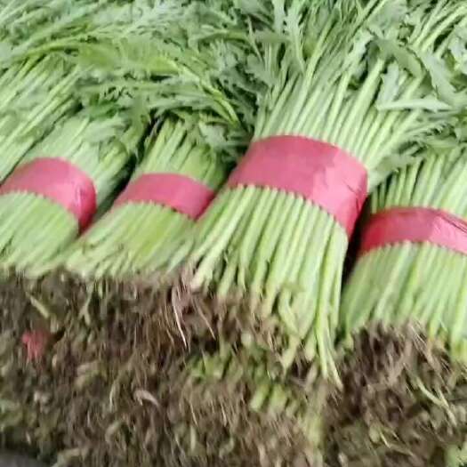 邯郸茼蒿
