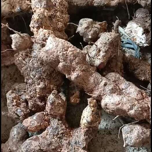 梧州梧州本地白肉土茯苓