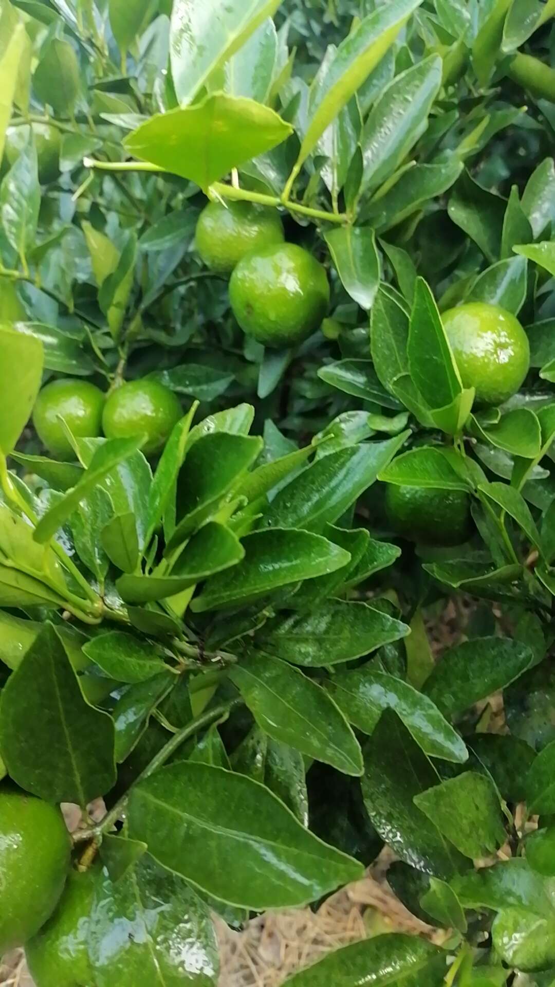 阿華苗木店