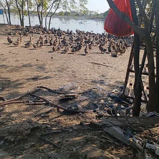 新干县麻鸭