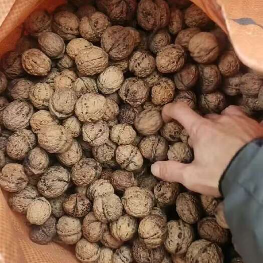 昆明纸皮核桃