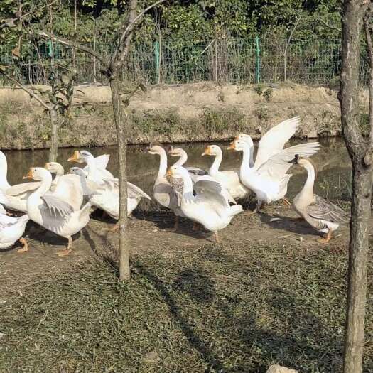 南京自家果园粮食养的大鹅