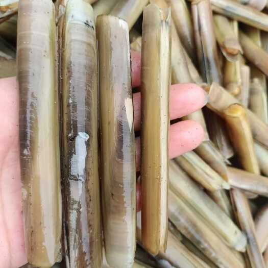荣成市威海荣成蛏子生蚝原产地直发