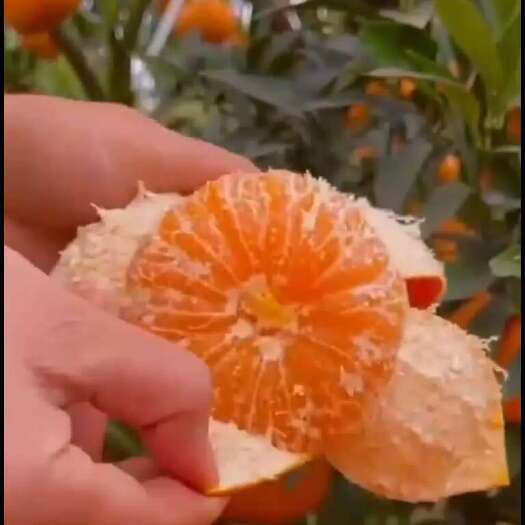 南宁广西武鸣沃柑现摘现发当季新鲜水果柑桔橘子易剥甘甜多汁化渣