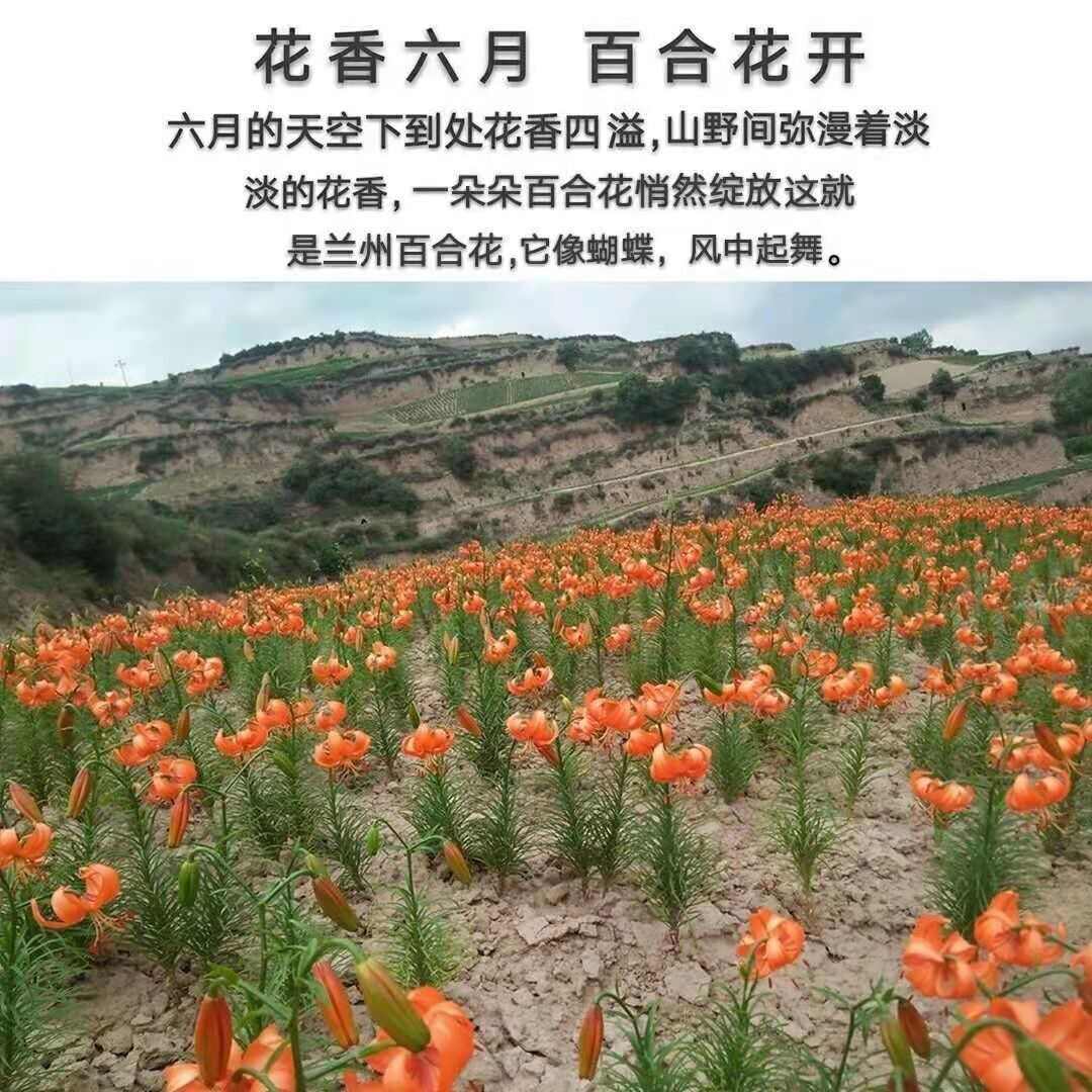 百合种球 兰州食用甜百合种植种球甘肃百合兰州百合