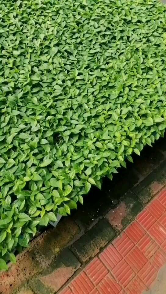 寿光市辣椒苗 螺丝椒苗  朝天椒苗 泡椒苗 尖椒苗 方椒苗 产量高
