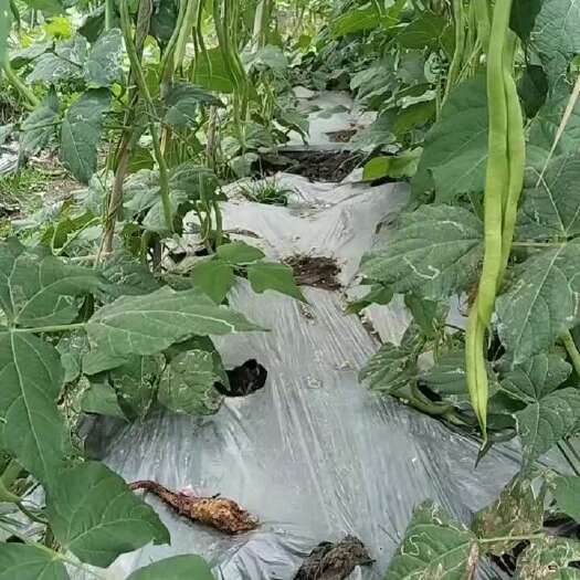 镇宁县无筋豆比黄瓜还直