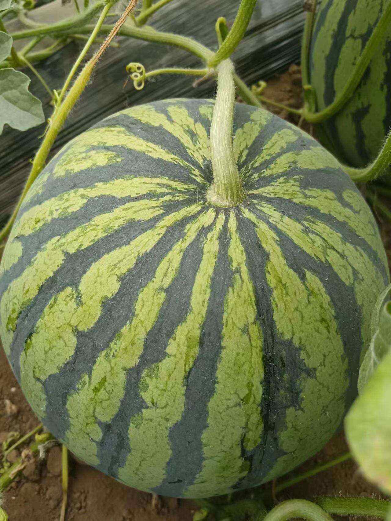 百姓種苗