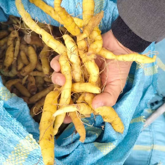 贡山县云南贡山县优质玉竹 中药材滋补佳品 云南怒江贡山县产