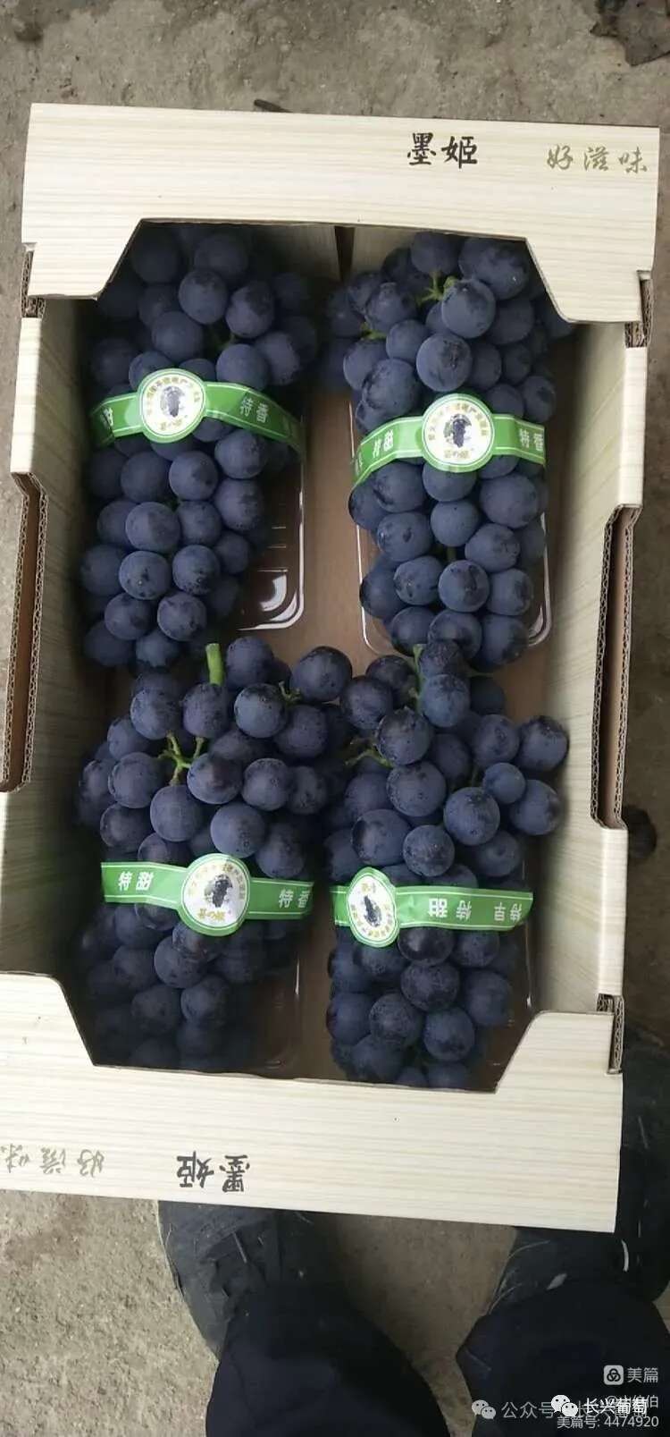卢龙县甬优一号葡萄苗，颗粒大自然坐果好，甜口糖度高，抗病好管理，