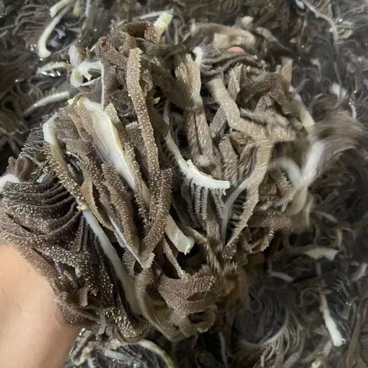 重庆市精品黑千层，爽口，清脆