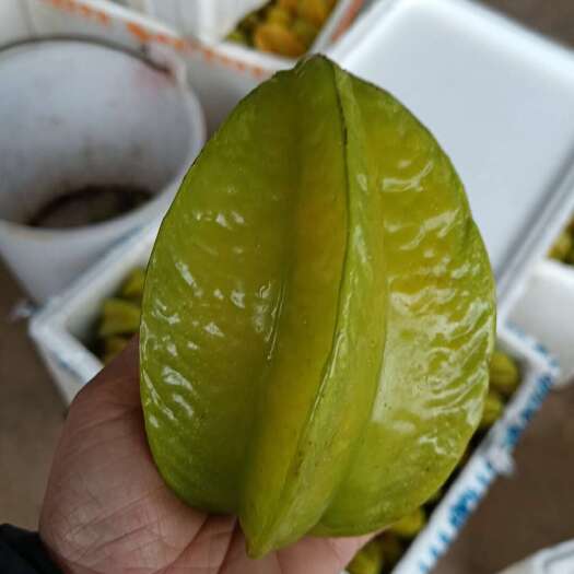 廉江市河唇甜杨桃丰收季