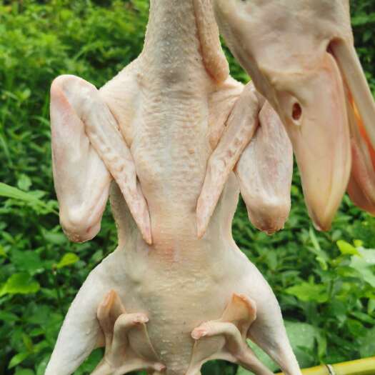 南丹县活禽生态肉鸭原生物料经微生物菌济发酵饲喂肉质细腻皮薄清甜肉香