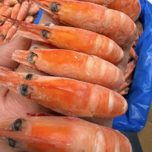 北极熊冰虾