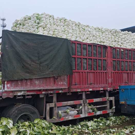 邓州市精品矮棵黄心大白菜