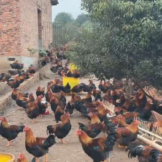 樟树市祝氏清远麻阉鸡，好续养，均重四斤七八