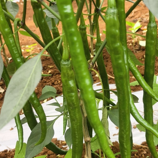 雷州市二茬三号线椒大量上市，质量保证，全国发货。