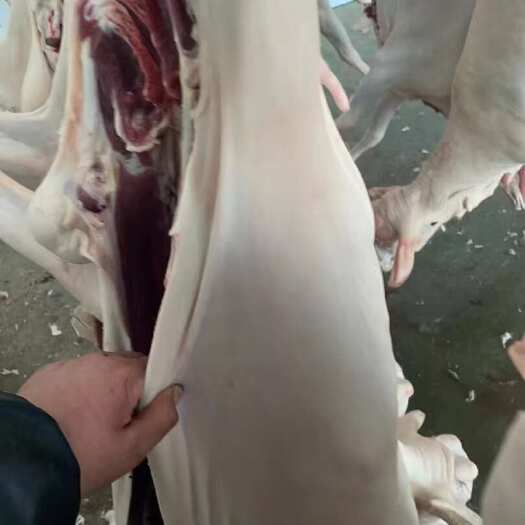 菏泽带皮羊肉 带皮羊酮体