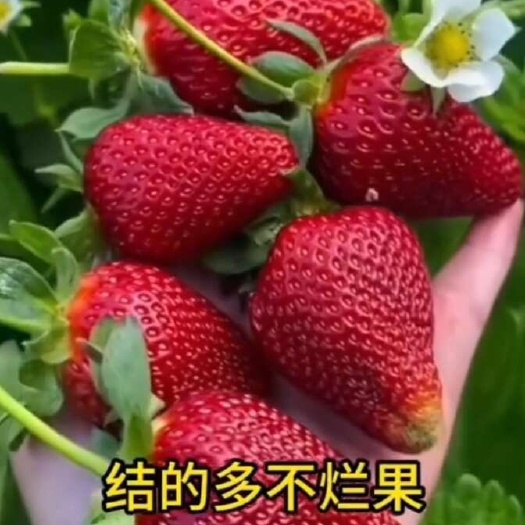 高州市大力雄膨果素草莓膨大防裂空心果树提糖增甜着色增产叶面肥无激素