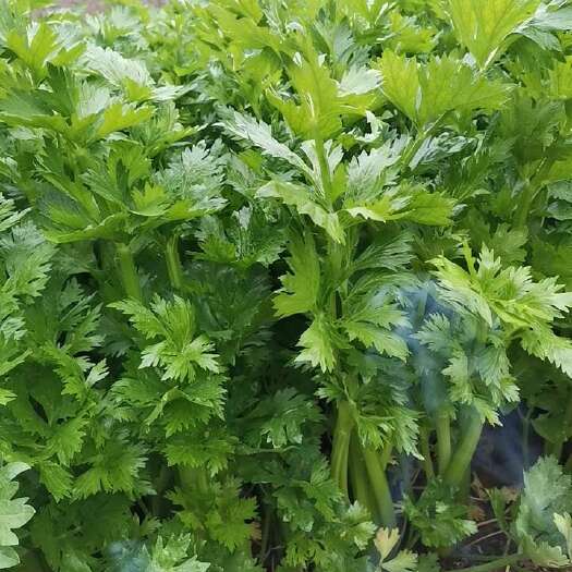 高青县西芹