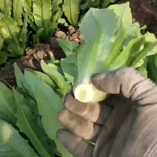 邯郸青油麦