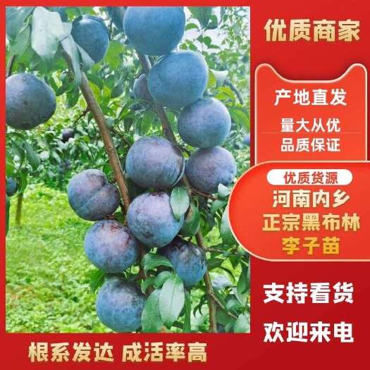内乡县河南内乡【露天黑布林苗】产地源头直发承接一件代发全国供应