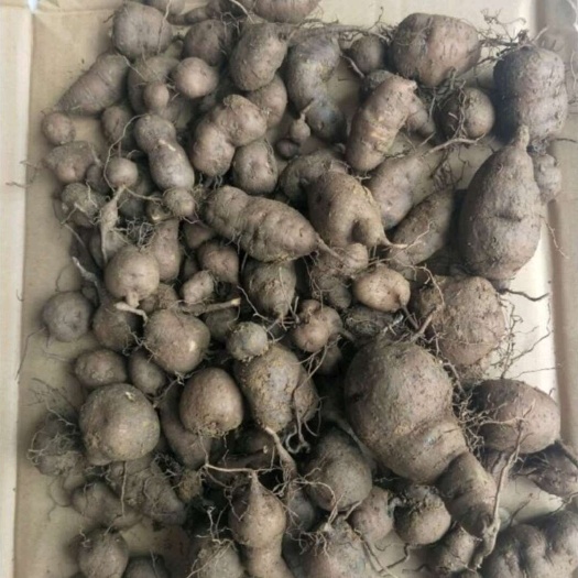三叶青鲜货