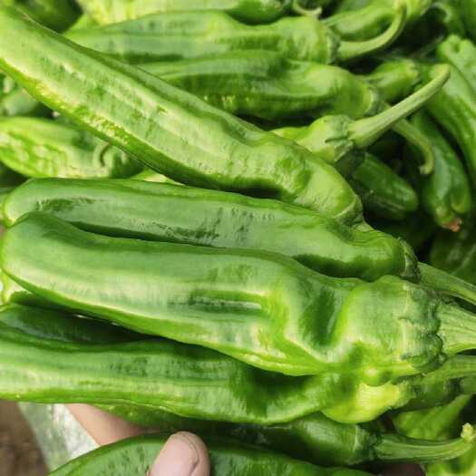 麻城市鲜薄皮椒