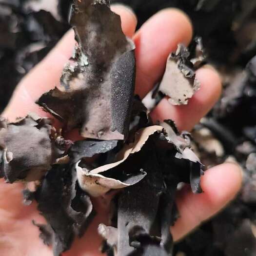 贡山县云南高山野生石耳，干货零售批发都可以