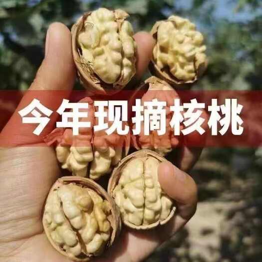温宿县新疆阿克苏温宿县当年优质薄皮核桃 （原始未清洗）