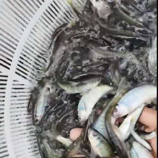 米易县长鳍鱲