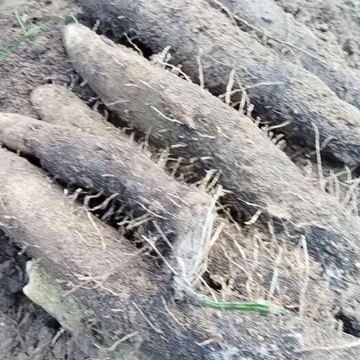 文成县糯米山药紫山药