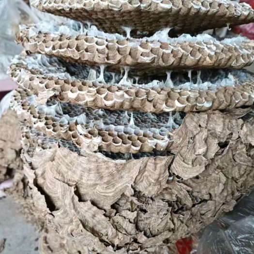 蜂窝大蜂窝一一一人头蜂窝零售批发