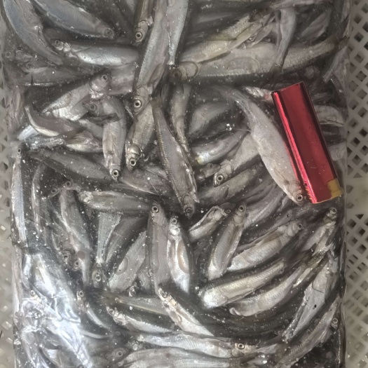 沂南县鲜活急冻开肚去内脏餐条鱼白条鱼工厂直发规格齐全量大价优