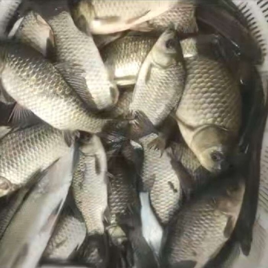 微山县微山湖土鲫鱼无喂养自生自长！皮毛不是太好价格美丽