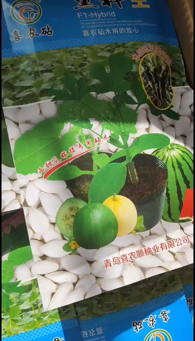 黑杆王西甜瓜嫁接专用砧木～抗病性强～一袋500粒～全国发货