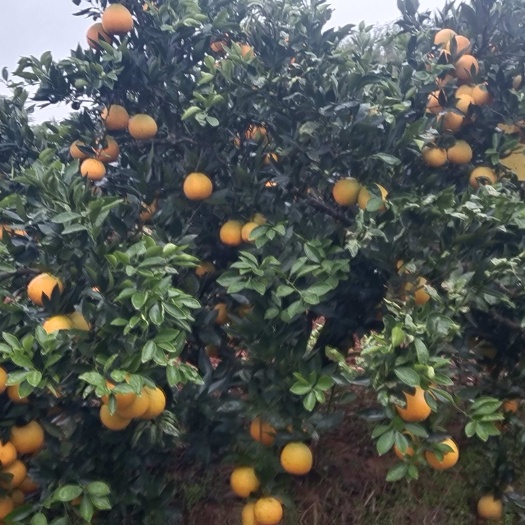 长叶香橙以上市