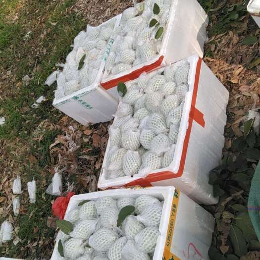 化州市珍珠番石榴