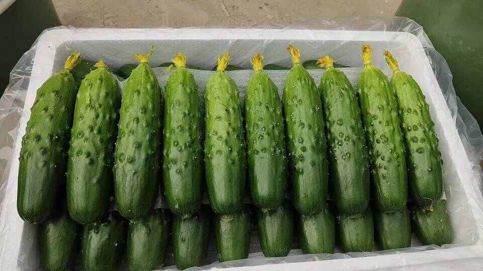 辽宁精品一级旱黄瓜泡沫箱装 新鲜刚到辽宁一级旱黄瓜
