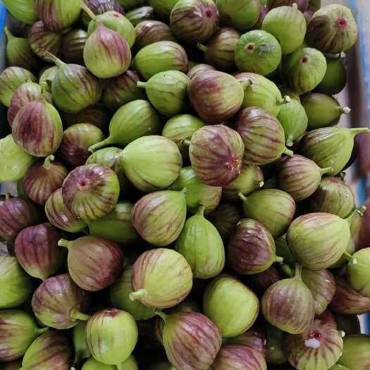昆明云南无花果基地直销四季不断货保证质量