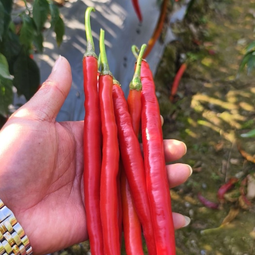 田东县3号红线椒大量上市，质量保证，全国发货。