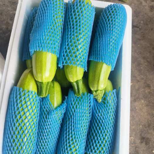聊城西葫芦，油绿西葫芦大量现货供应