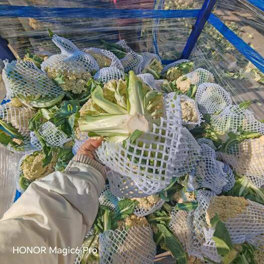 通许县青梗散花，根平叶净货源充足，市场电商，超市，支持视频看货，